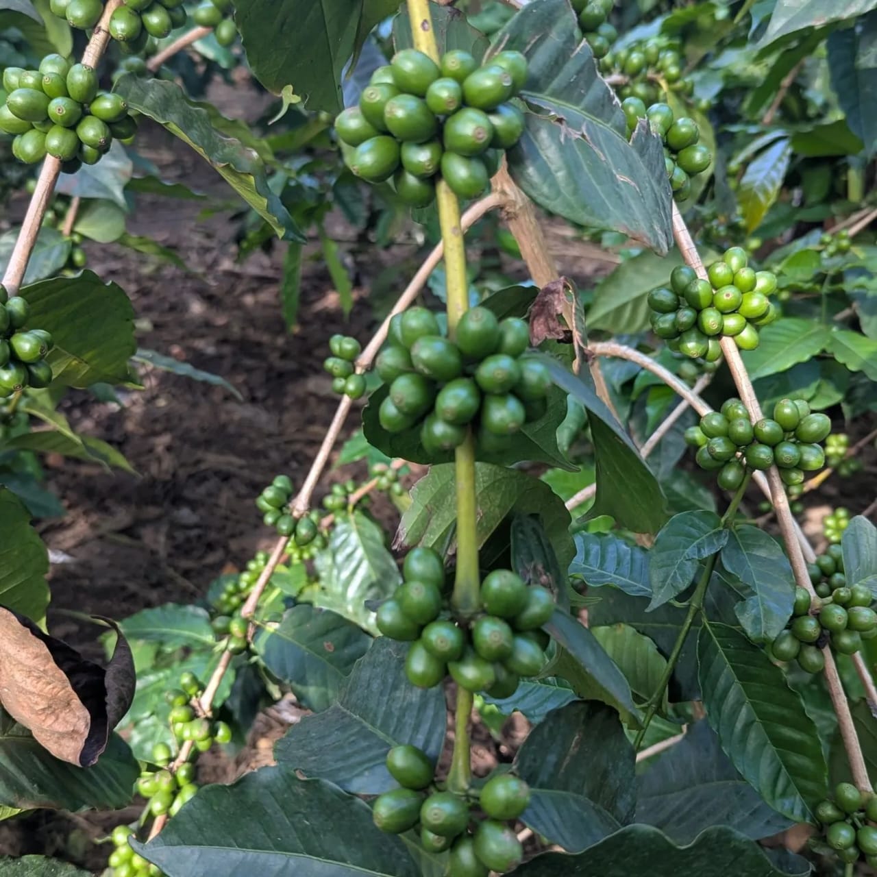 Organic Coffee Tour Tanzania