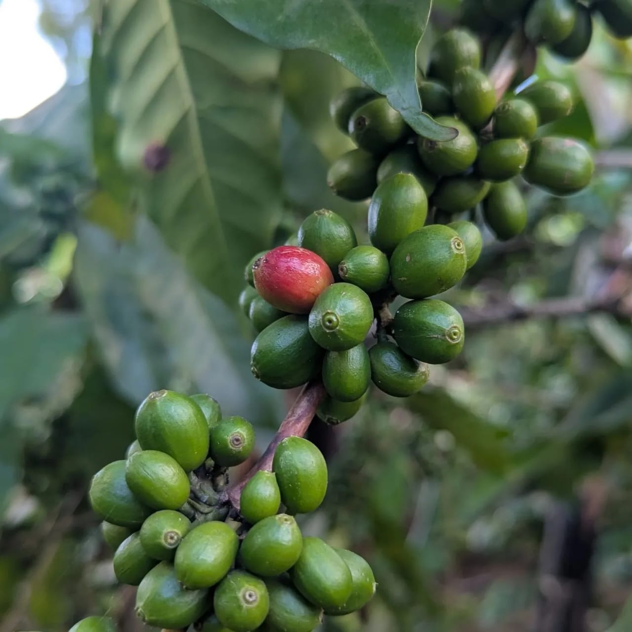 Coffee Tour 3
